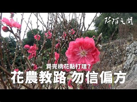 桃花哪裡買|桃花｜優惠推